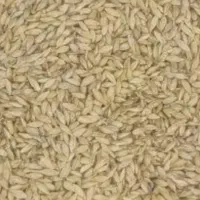 جو خارجی و یونجه