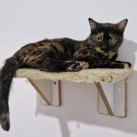 واگذاری|گربه|کرمانشاه, |دیوار