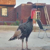 بوقلمون|حیوانات مزرعه|شیراز, احمدآباد|دیوار