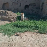 سگگ