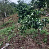 شخم زدن زمین تراشیدن علف های هرز و هرس درختان