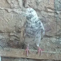 کفتر|پرنده|قم, آزادگان|دیوار