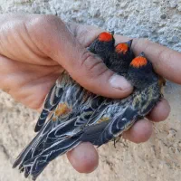 سهره گلبسر|پرنده|شیراز, مسلم|دیوار