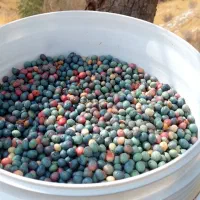 گنوشک بنه