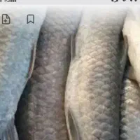 ماهی شیربت کرخه تازه