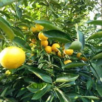 فروش پرتقال محلی و تامسون لیمو شیرین|خوردنی و آشامیدنی|آستانه اشرفیه, |دیوار