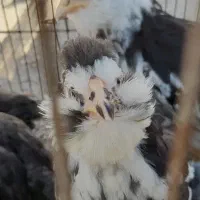 نیمچه مرغ و خروس گلین چهلتاج ریش کاکل|حیوانات مزرعه|گرگان, |دیوار