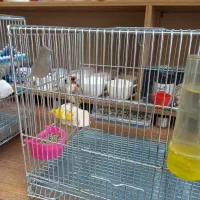 سهره کرمانشاهی