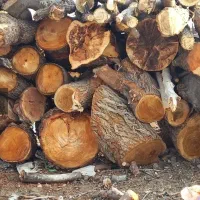 خرید چوب انواع چوب باغی|خدمات باغبانی و درختکاری|آباده, |دیوار