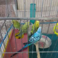 مرغ عشق نر و ماده و دو عدد جوجه|پرنده|صدرا-فارس, فاز ۲|دیوار