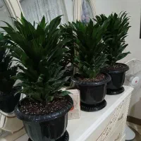 گلهای اپارتمانی سالم به قیمت