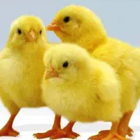 فروش جوجه گوشتی یکروزه و بوقلمون گوشتی