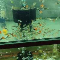 گوپی مولد و بچه ماهی|ماهی|پاکدشت, پاکدشت (مامازند)|دیوار