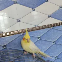 عروس هلندی