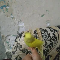 مرغ عشق دستی نر|پرنده|زاهدان, |دیوار