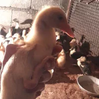 جوجه اردک ۱۷ روزه مگ مگی واکسینه شده