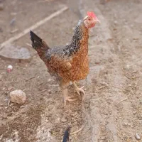 یه مرغ و دو نوچه را میفروشم|حیوانات مزرعه|کرباسک, |دیوار