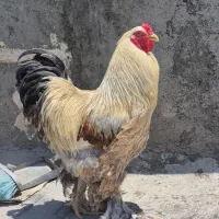 مرغ‌خروس برهما