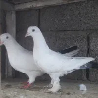 فروش کبوتر پرشی
