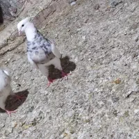 کبوتر طوقی
