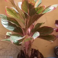 فروش انواع گل اپارتمانی