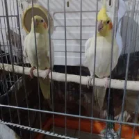 عروس هلندی گمشده