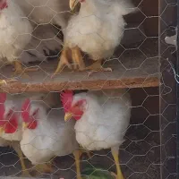 جوجه خروس ۳ ماهه