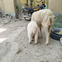 میش مری با بره نر