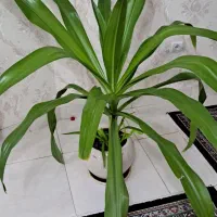 گل پاندانوس