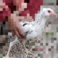 انواع مرغ و خروس نژاددار به همراه توری مرغی|حیوانات مزرعه|زرند, |دیوار