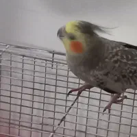 عروس هلندی بالغ جفت|پرنده|دامغان, |دیوار