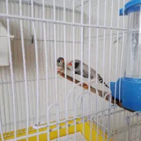 فنچ لپ سیاه|پرنده|ماهدشت, |دیوار