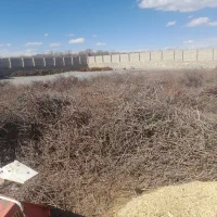 شاخه و تنه درخت