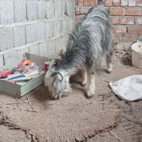 چند عدد گوسفند|حیوانات مزرعه|ایرانشهر, |دیوار