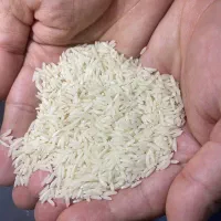 برنج طارم هاشمی اصل بدون قاطی و مستقیم از شالیزار