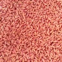 گندم دیم درجه یک