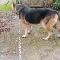 ژرمن ماده واگذاری|سگ|سنگر, |دیوار