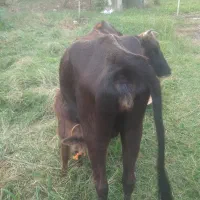 گاو جوان اولین گوساله ۶۸|حیوانات مزرعه|رضوانشهر, |دیوار