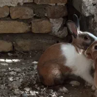 فروش یک خرگوش نر