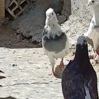 یک بوم کبوتر پدشی و تزیینی