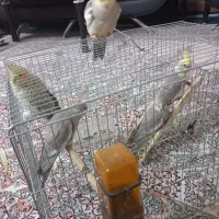 عروس هلندی ابلق