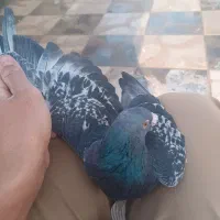 کفتر در کبوتر