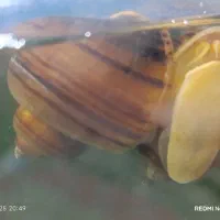 حلزون سیبی برای آب شیرین