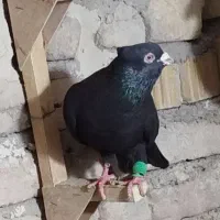 نروماده سیاه