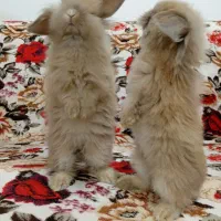 خرگوش لوپ دو ماهه|موش و خرگوش|گنبد کاووس, |دیوار