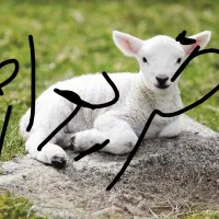 بره و کهر ه شیری نژاد دار|حیوانات مزرعه|لنده, |دیوار