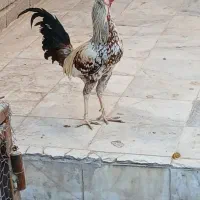 خروس|حیوانات مزرعه|ایرانشهر, |دیوار