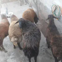 بره نر|حیوانات مزرعه|تبریز, |دیوار