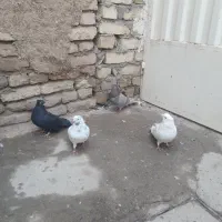 کبوتر|پرنده|خمینی‌شهر, |دیوار