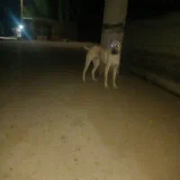 توله سرابی۷ ماهه